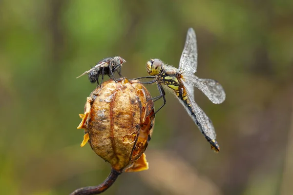 Sympetrum Küçük Ile Orta Büyüklükteki Yusufçuk Böceklerinin Oluşturduğu Bir Cinstir — Stok fotoğraf