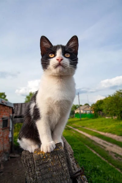 고양이는 울타리에 앉아서 — 스톡 사진
