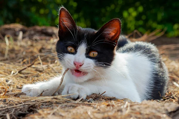 Gato Está Sentado Jardín Tomando Sol — Foto de Stock