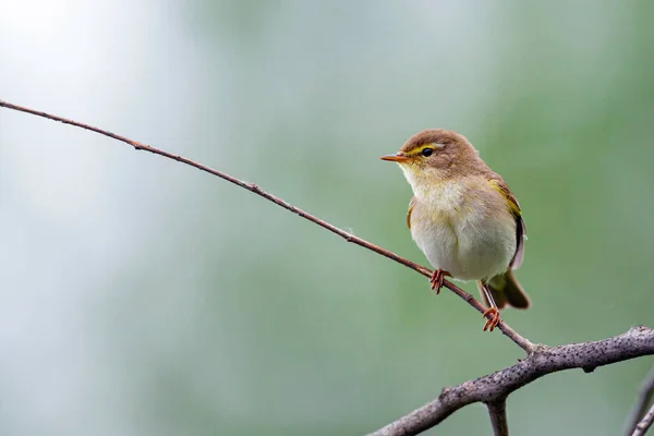 Den Gemensamma Gräshoppan Phylloscopus Collybita Eller Helt Enkelt Gräshoppan Vanlig — Stockfoto