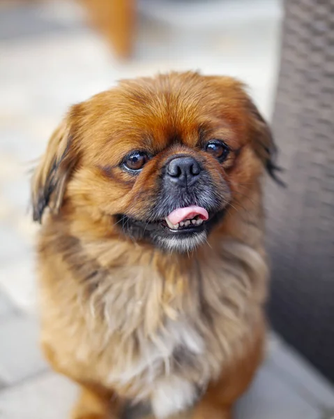 Bahçede Oturan Komik Pekin Köpeği — Stok fotoğraf