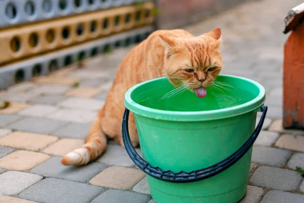 Gato Pelirrojo Bebe Agua Cubo — Foto de Stock