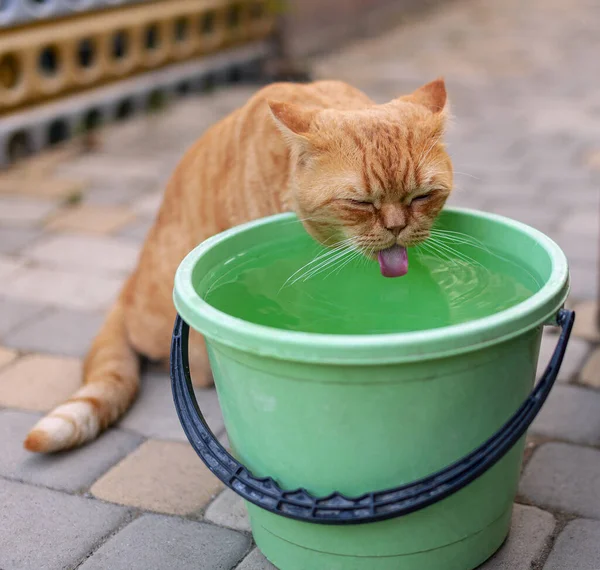 Red Haired Cat Drinks Water Bucket — Stock Photo, Image