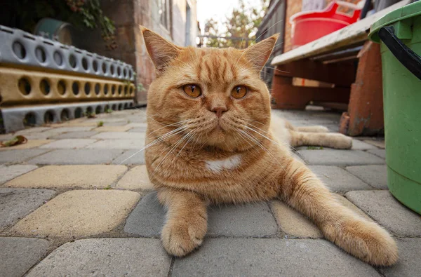 Gato Británico Pelirrojo Está Descansando País — Foto de Stock