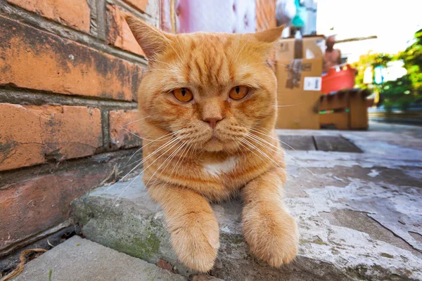 Gato Británico Pelirrojo Está Descansando País — Foto de Stock