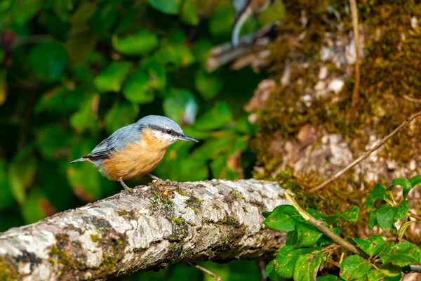 Nuthatch Eurasiatica Ramo Uccelli Della Russia Centrale — Foto Stock