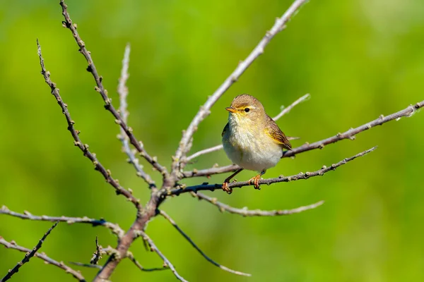 Den Gemensamma Gräshoppan Phylloscopus Collybita Eller Helt Enkelt Gräshoppan Vanlig — Stockfoto