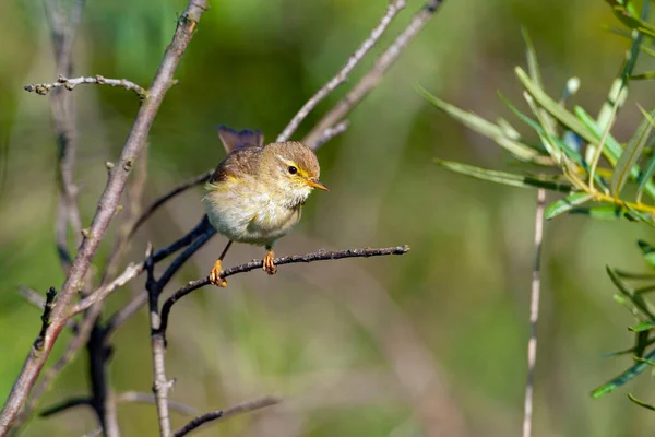 Chiffchaff Comune Phylloscopus Collybita Semplicemente Chiffchaff Una Parula Comune Diffusa — Foto Stock