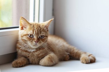 Kırmızı kedi yatar ve pencereden dışarı bakar..