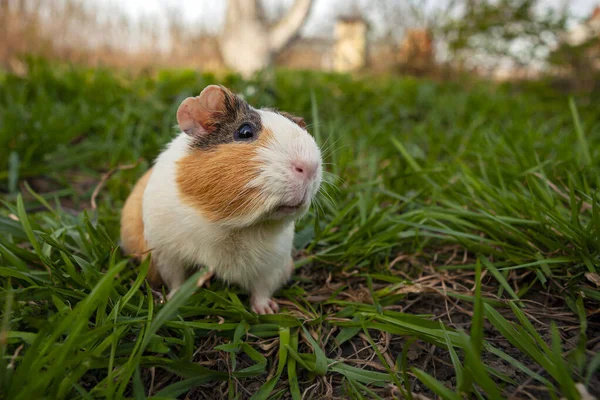 Morče Druh Hlodavce Rodu Cavia Čeledi Caviidae — Stock fotografie