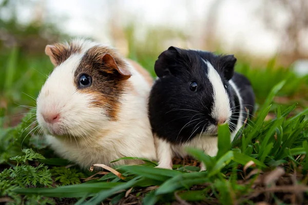 Marsvinet Gnagare Släktet Cavia Familjen Caviidae — Stockfoto