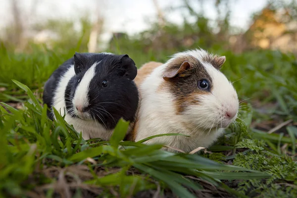 Cobaye Est Une Espèce Rongeur Appartenant Genre Cavia Famille Des — Photo