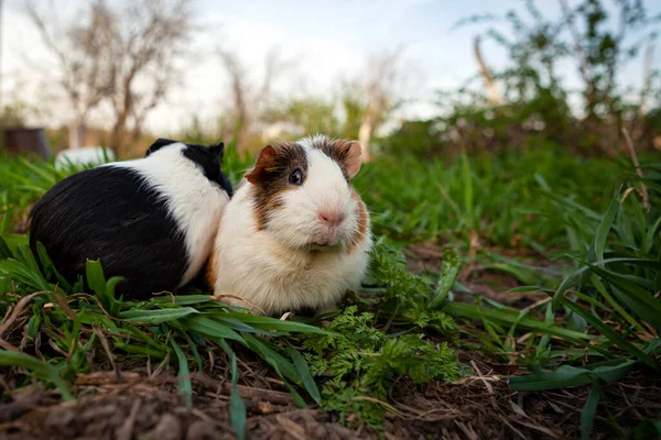 Cobaye Est Une Espèce Rongeur Appartenant Genre Cavia Famille Des — Photo