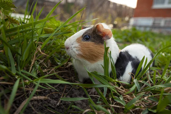 Cobaye Est Une Espèce Rongeur Appartenant Genre Cavia Famille Des — Photo