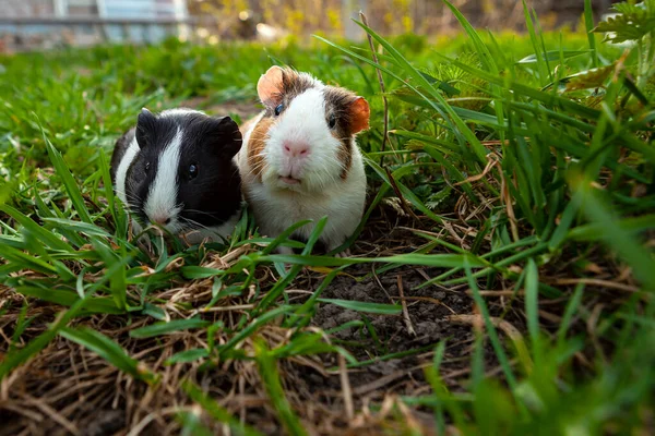 Cobaye Est Une Espèce Rongeur Appartenant Genre Cavia Famille Des — Photo