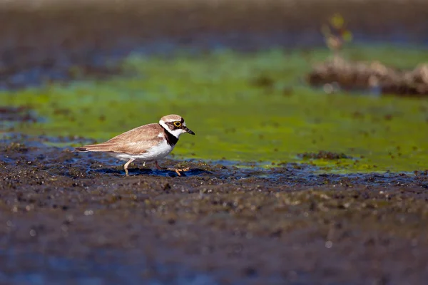 Kleine Ringplevier Charadrius Dubius Een Kleine Plevier — Stockfoto