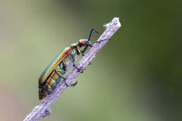 Spanyol Sineği Lytta Vesicatoria Böcekgiller Meloidae Familyasından Bir Böcektir Avrasya — Stok fotoğraf