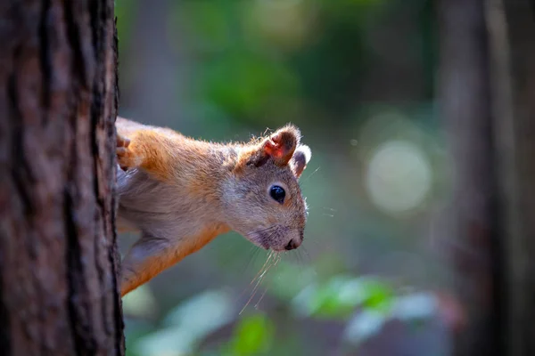 Esquilo Vermelho Nas Florestas Perto Moscovo — Fotografia de Stock