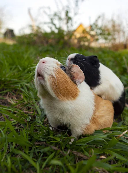 The guinea pig is a species of rodent belonging to the genus Cavia in the family Caviidae. — Stock Image Guinea Pig Species Rodent Belonging Genus Cavia Family Caviidae Stock Picture