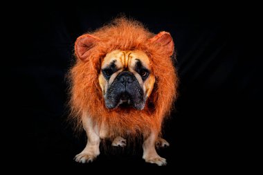 Aslan yeleli Fransız bulldog siyah arka planda izole.