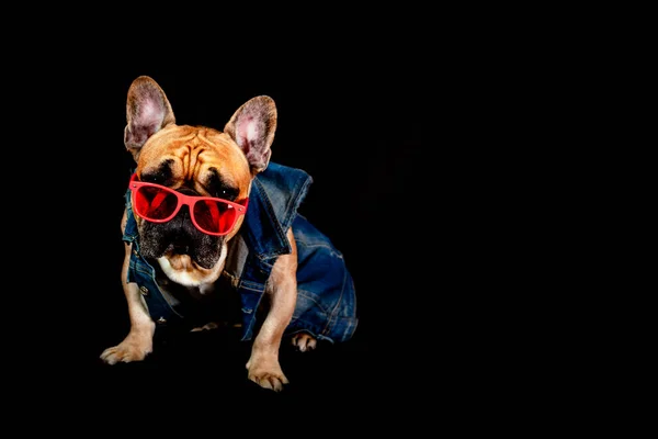 Franse Bulldog Een Spijkerjasje Bril Geïsoleerd Een Zwarte Achtergrond — Stockfoto