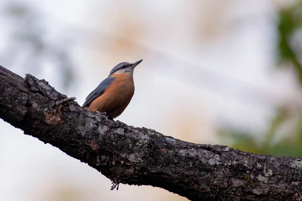 Nuthatch Eurasiano Ramo Aves Rússia Central — Fotografia de Stock