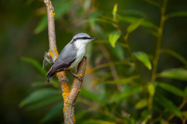 Eurasian Nuthatch Branch Birds Central Russia — Stock Photo, Image