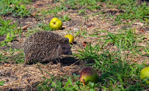 Hedgehog Close Summer Garden — Stock Photo, Image