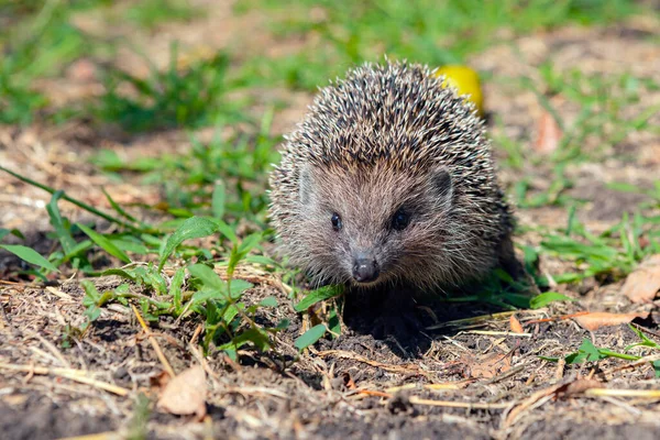 Hedgehog Detailní Záběr Letní Zahradě — Stock fotografie