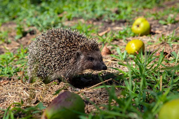 Hedgehog Detailní Záběr Letní Zahradě — Stock fotografie