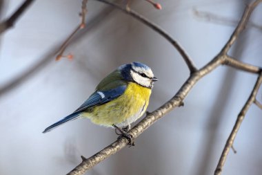 The Eurasian blue tit (Cyanistes caeruleus)is a small passerine bird in the tit family, Paridae. It is easily recognisable by its blue and yellow plumage and small size.