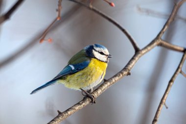 The Eurasian blue tit (Cyanistes caeruleus)is a small passerine bird in the tit family, Paridae. It is easily recognisable by its blue and yellow plumage and small size. clipart