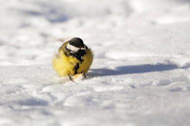 The great tit is looking for food in the snow.
