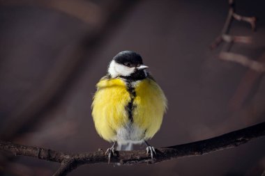 Çekirge çimlerin üzerinde oturuyor..