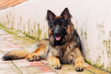 Evin duvarının arkasında Alman çoban köpeği var..
