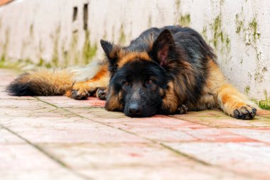 Evin duvarının arkasında Alman çoban köpeği var..
