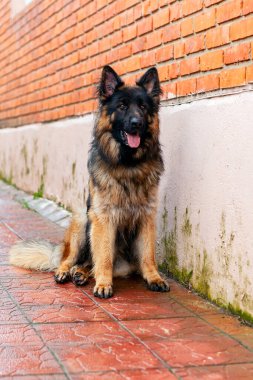 Evin duvarının arkasında Alman çoban köpeği var..