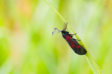 Altı noktalı burnet (Zygaena filipendulae), Zygaenidae familyasından bir güve türü..