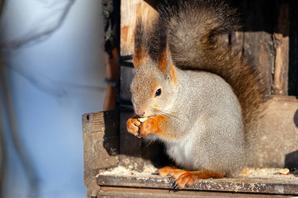 Ekorre Nafsar Nötter Ett Träd — Stockfoto