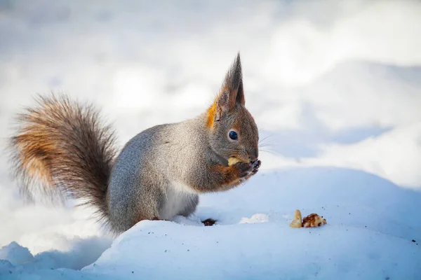 リスは雪の中でナッツを集める — ストック写真