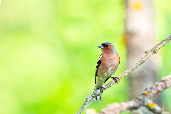 Common Chaffinch Songbird Finch Family — Stock Photo, Image
