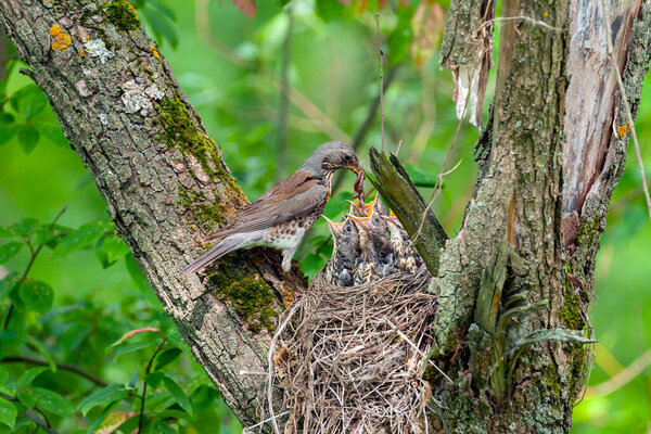 The mountain ash thrush feeds the chicks with worms.