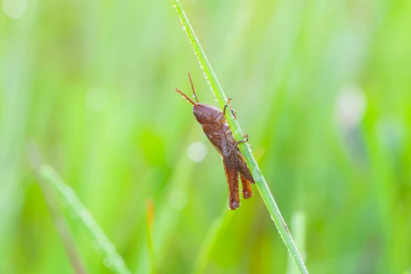 Grasshopper Close Zittend Het Gras — Stockfoto