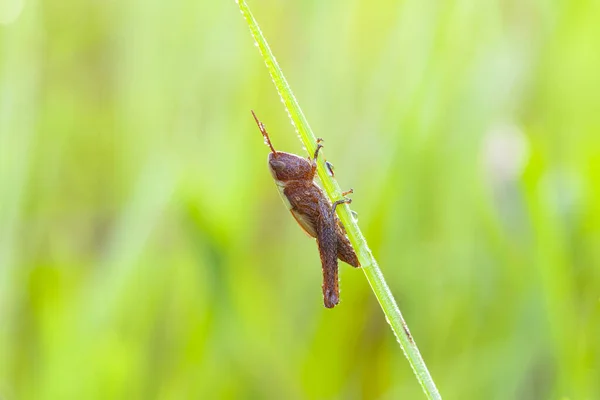 Grasshopper Close Sitting Grass — Stock Photo, Image