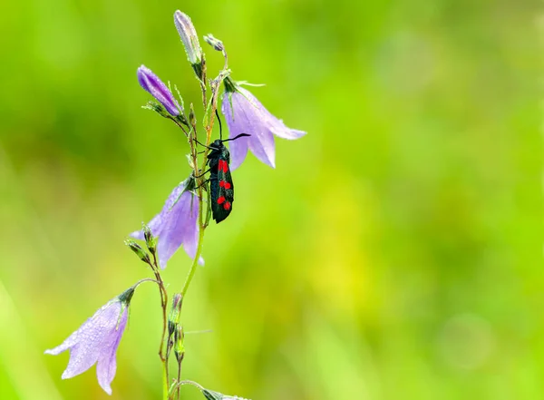 Zygaena Filipendulae Uma Espécie Insetos Lepidópteros Mais Especificamente Traças Pertencente — Fotografia de Stock