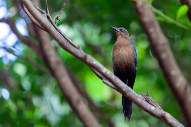 Büyük kuyruklu ördek (
