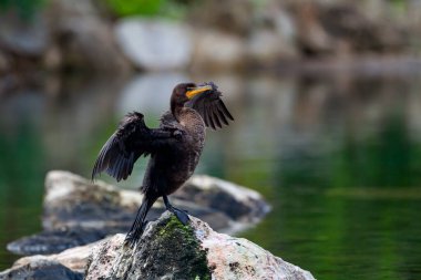 Nehirdeki karabatak kanatlarını kurutur..