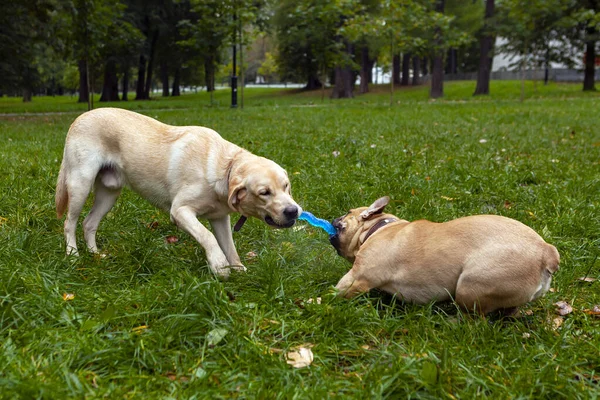 Bulldog Francese Che Gioca Con Labrador — Foto Stock