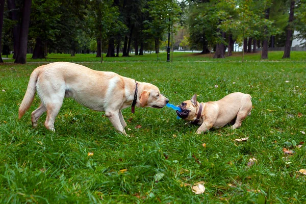 Bulldog Francese Che Gioca Con Labrador — Foto Stock