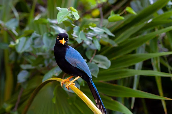 Cyanocorax Yucatanicus Uma Espécie Ave Família Corvidae — Fotografia de Stock